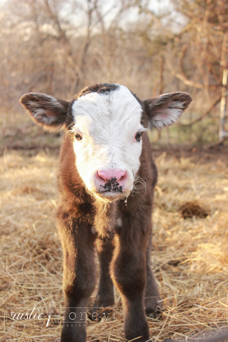 on-the-farm-twin-calves-16-of-19